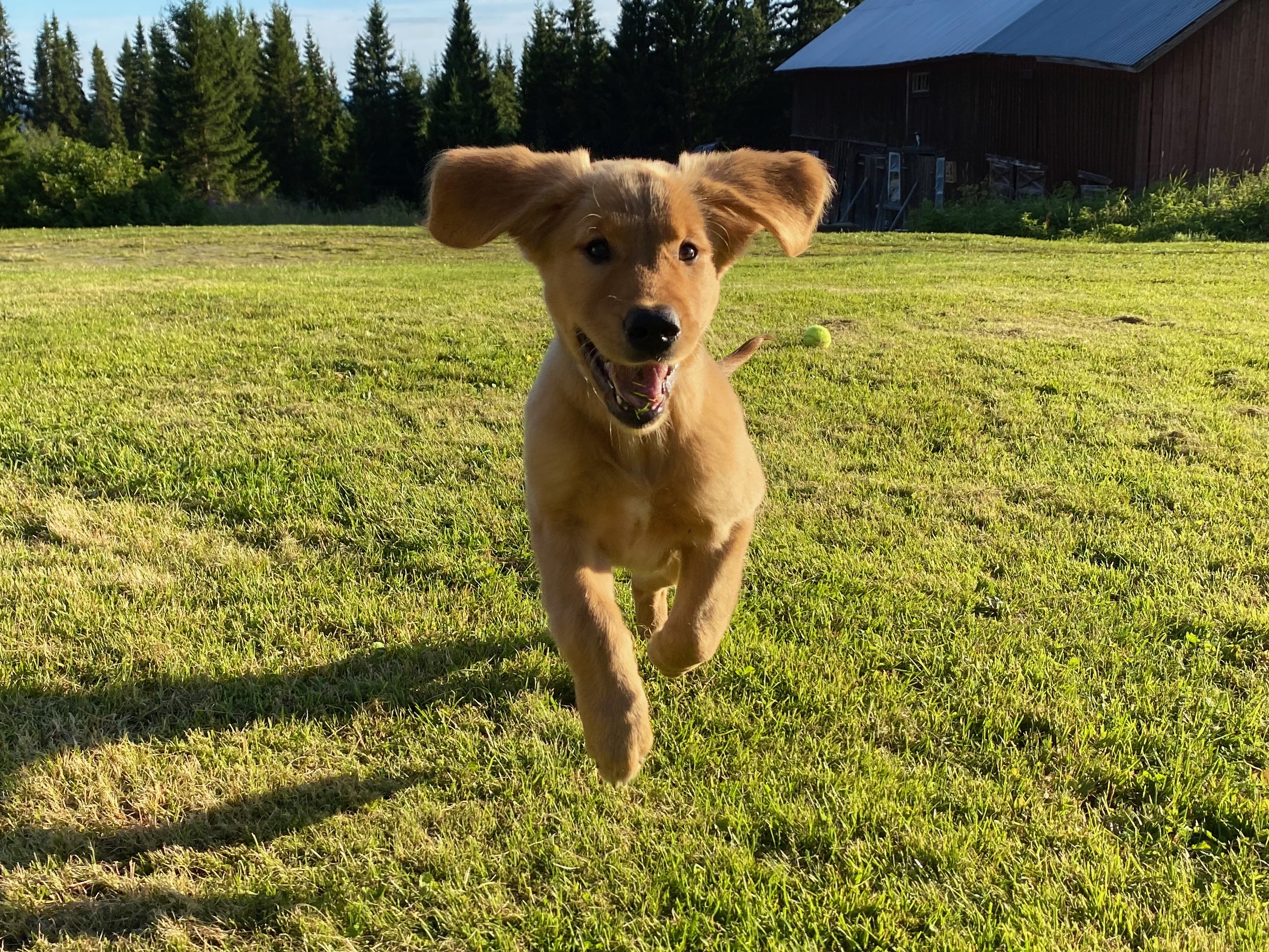 Golden Retriever puppy jumping on the grass, ears flapping like wings